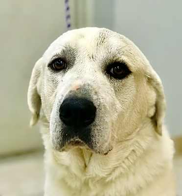 Photo of Knox #image