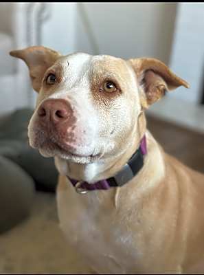 Photo of Daisy #image