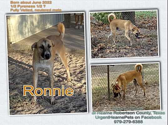 Photo of Ronnie #image