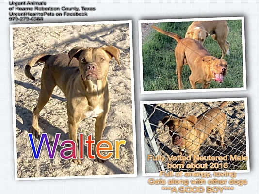 Photo of Walter #image