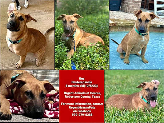 Photo of Gus #image
