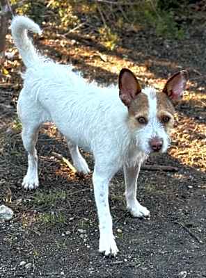 Photo of Toby #image