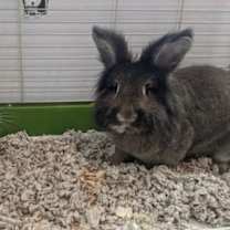 Thumbnail photo of Oreo & Marlow #1