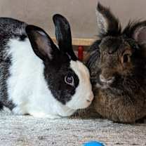 Thumbnail photo of Oreo & Marlow #2