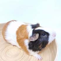 Thumbnail photo of Vinny #3