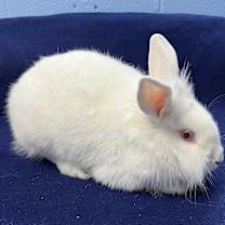 Thumbnail photo of Lily #1