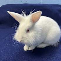 Thumbnail photo of Lily #2