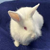 Thumbnail photo of Lily #3