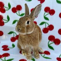 Thumbnail photo of Esquire (Bonded to Flame) #3