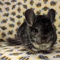 Thumbnail photo of Ashe #1