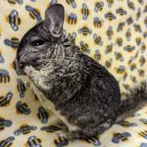 Thumbnail photo of Ashe #2