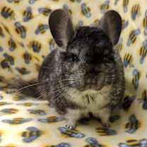 Thumbnail photo of Ashe #3