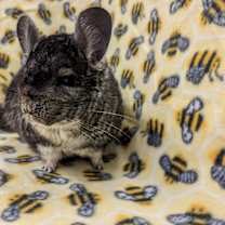 Thumbnail photo of Ashe #4