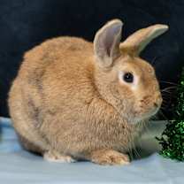 Thumbnail photo of Didi #1