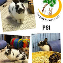 Thumbnail photo of Psi (aka Simon) #1