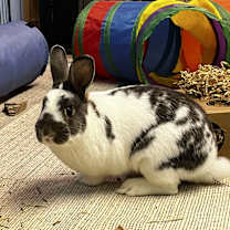 Thumbnail photo of Psi (aka Simon) #2