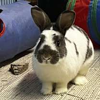 Thumbnail photo of Psi (aka Simon) #3