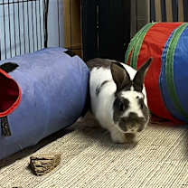 Thumbnail photo of Psi (aka Simon) #4