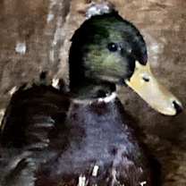 Thumbnail photo of Drake #3