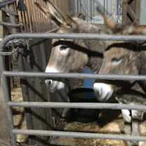 Thumbnail photo of Lucy #1