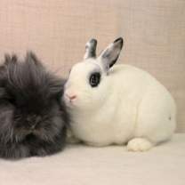 Thumbnail photo of Jett #1