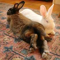 Thumbnail photo of Snow Pea & Delicata *BONDED* #3