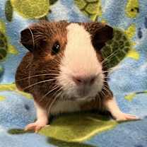 Thumbnail photo of Bon Voyage #1