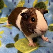 Thumbnail photo of Bon Voyage #2