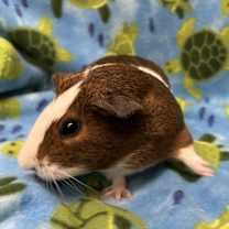 Thumbnail photo of Bon Voyage #3