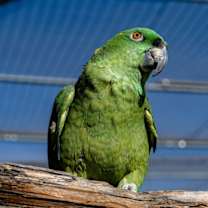 Thumbnail photo of Harry #1