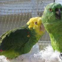 Thumbnail photo of Harry #2