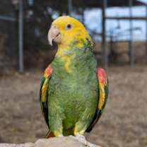 Thumbnail photo of Cesar #1