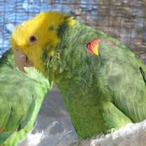 Thumbnail photo of Cesar #2