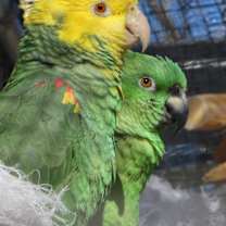 Thumbnail photo of Cesar #3