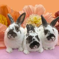 Thumbnail photo of Sonic #1