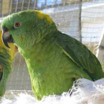 Thumbnail photo of Harry #3