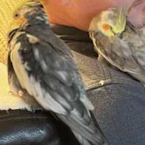 Thumbnail photo of Ringo #2