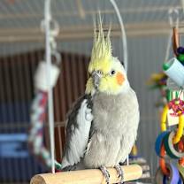 Thumbnail photo of Ringo #3