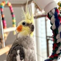 Thumbnail photo of Ringo #4