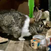 Thumbnail photo of Marshmallow #4