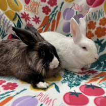 Thumbnail photo of Frosting (bonded to Freddy) #1