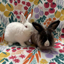 Thumbnail photo of Frosting (bonded to Freddy) #2
