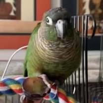 Thumbnail photo of Wally #1