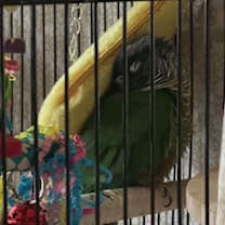Thumbnail photo of Wally #2