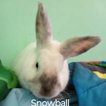Thumbnail photo of Bugsy #1