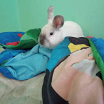 Thumbnail photo of Bugsy #2