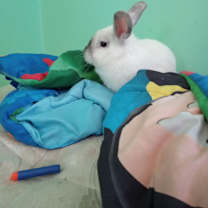 Thumbnail photo of Bugsy #3