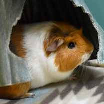 Thumbnail photo of BOBA #2