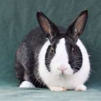 Thumbnail photo of Maggie (#3) #1