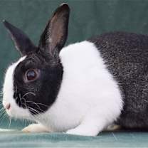 Thumbnail photo of Maggie (#3) #2